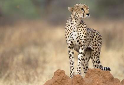 Tanzanie - Serengeti © Shutterstock - Hsrana