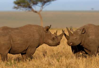 Rhinocéros noir - Etosha - Namibie © Shutterstock - ecoprint