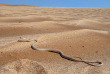 Namibie - Swakopmund - Excursion Découverte de la vie dans le désert