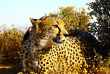Afrique du Sud -Karoo - Inverdoorn Game Reserve