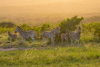 Afrique du Sud - Parc national Hluhluwe Imfolozi- ©Shutterstock, Shdrohnenfly