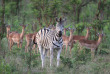 Afrique du Sud - Kwazulu Natal  -Parc national de Hluhluwe-Imfolozi - ©Shutterstock, Urosr