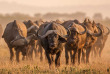 Afrique du Sud - Parc national du Kruger ©Shutterstock, Sivanadar