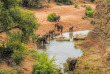 Afrique du Sud - Parc national du Kruger - ©Shutterstock, Mezzotint
