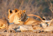 Afrique du Sud - Parc national du Kruger ©Shutterstock, Neil Burton