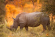 Afrique du Sud - Parc national du Kruger ©Shutterstock, E2dan