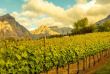 Afrique du Sud - La Route des Vins - ©Shutterstock, Sandra Mori