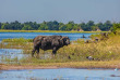 Botswana - Parc national de Chobe - ©Shutterstock, Kavram