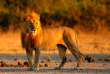 Botswana - Parc national de Chobe - ©Shutterstock, Ondrej Prosicky