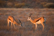 Botswana - Kalahari ©Shutterstock, Villiers Steyn