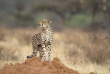 Botswana - Kalahari ©Shutterstock, Papa Bravo
