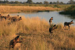 Botswana - Linyanti Reserve - Kwando Lagoon Camp