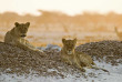 Botswana - Nxai Pan National Park  ©Shutterstock, Bildagentur Zoonar Gmbh