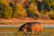 Botswana - Parc national de Chobe - Hippopotame - ©Shutterstock, Ondrej Prosicky