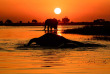 Botswana - Parc national de Chobe - Éléphant au coucher du soleil  - ©Shutterstock, Jt_Platt