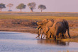 Botswana - Parc national de Chobe - Éléphants  - ©Shutterstock, Fabio Lamanna
