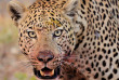 Botswana - Kasane-Maun - Botswana Authentique en français - Safari mobile guidé 