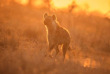 Botswana - Safaris Les hyènes de Liuwa Plains