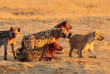 Botswana - Safaris Les hyènes de Liuwa Plains et extension Okavango