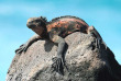 Equateur - Galapagos - Safari plongée d'île en île aux Galapagos © Marisa Estivill, Shutterstock