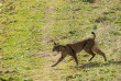 Lynx en Andalousie : Sierra Morena et Donana
