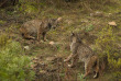 Sur les traces du Lynx en Andalousie