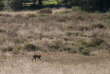 Lynx en Andalousie : Sierra Morena et Donana