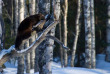 Finlande - La taiga en hiver - glouton
