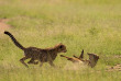 Kenya - Leopard et chacal - ©shutterstock, viju jose