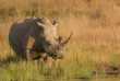 Kenya - Rhino - ©shutterstock, francois loubser