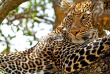 Kenya - Masai Mara ©Shutterstock, travel stock