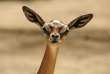 Kenya - Gerenuk - ©shutterstock, sergey uryadnikov