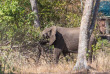 Malawi - Majete Wildlife Reserve - Thawale Lodge