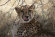 Namibie - Parc national d'Etosha ©Ute Von Ludwiger