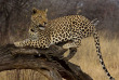 Namibie - Réserve naturelle d'Okonjima - AfriCat Foundation  ©Shutterstock, Steve Smith