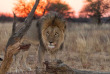 Namibie - Réserve naturelle d'Okonjima - AfriCat Foundation  ©Shutterstock, Claude Huot