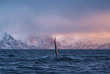 Norvège - Circuit Aventure arctique au Comté de Troms © Ismaele Tortella - Visit Norway
