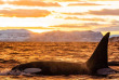 Norvège - Croisière baleines et orques © Visit Norway