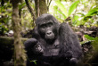 Ouganda - extension gorilles luxe - Gorilla Forest Camp