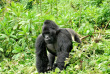 Ouganda - extension gorilles charme - Mahogany Springs Lodge 