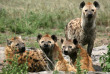 Tanzanie - Serengeti © Shutterstock, gudkov andrey