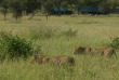 Tanzanie - Serengeti - Nimali Central Serengeti