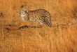 Botswana - Parc national de Hwange - Léopard - ©Shutterstock, Martin Mecnarowski