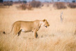 Botswana - Parc national de Hwange - Lion - ©Shutterstock, Briana Hunter