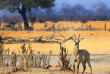 Zimbabwe - Hwange National Park ©Shutterstock, Paula French
