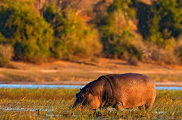 Botswana - Parc national de Chobe - ©Shutterstock, Ondrej Prosicky