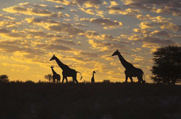 Botswana © Andrew M Allport, Shutterstock