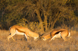 Botswana © Villiers Steyn, Shutterstock