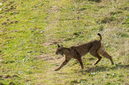 Sur les traces du lynx en Andalousie