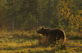 Finlande - Circuit Rennes, élans, ours et couleurs d'automne